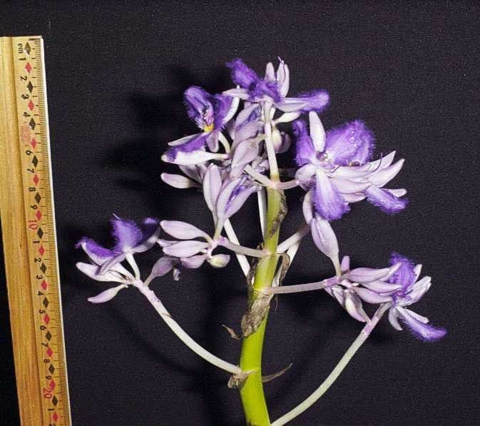 Cochliostema 24