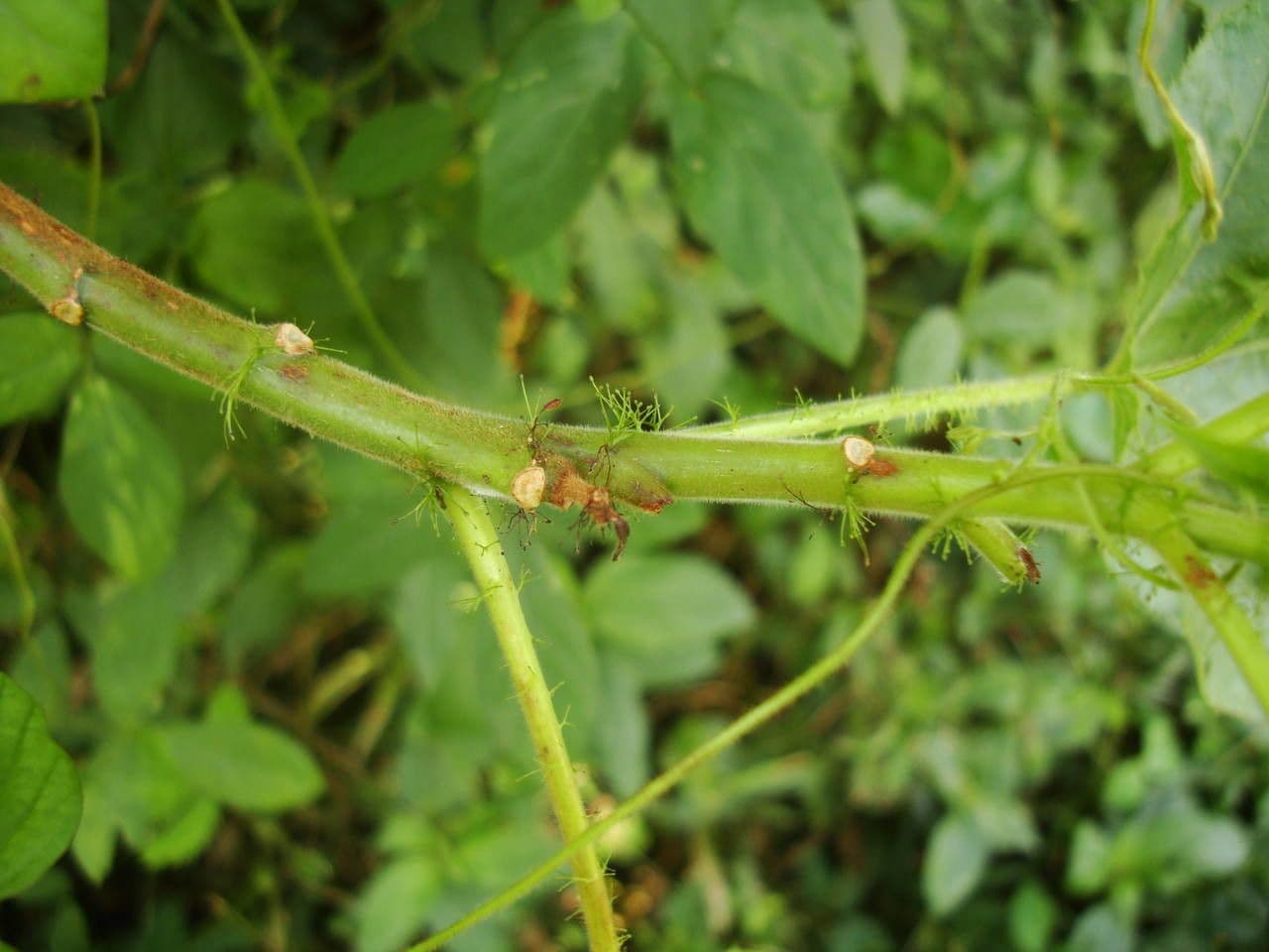 Bauchige Brechnuss 22