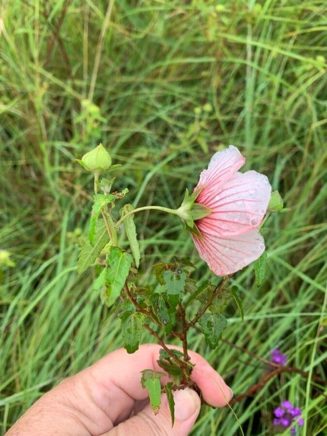 Pavonia hastata 15