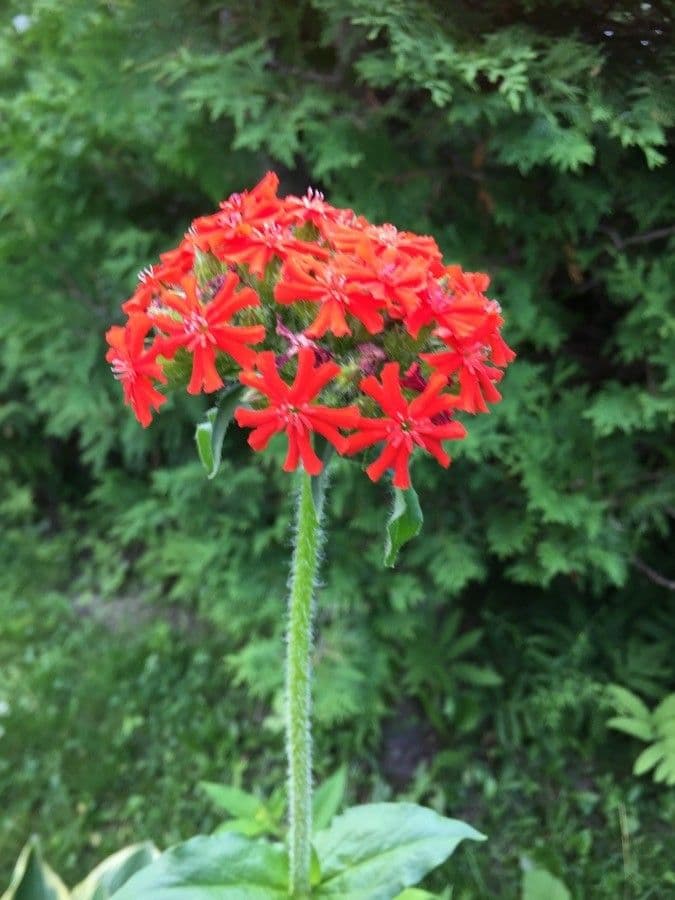 Silene 5