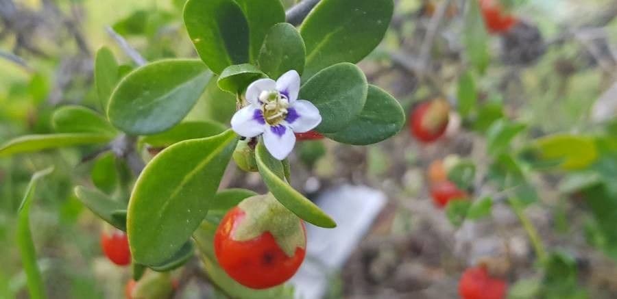 Licio africano 6