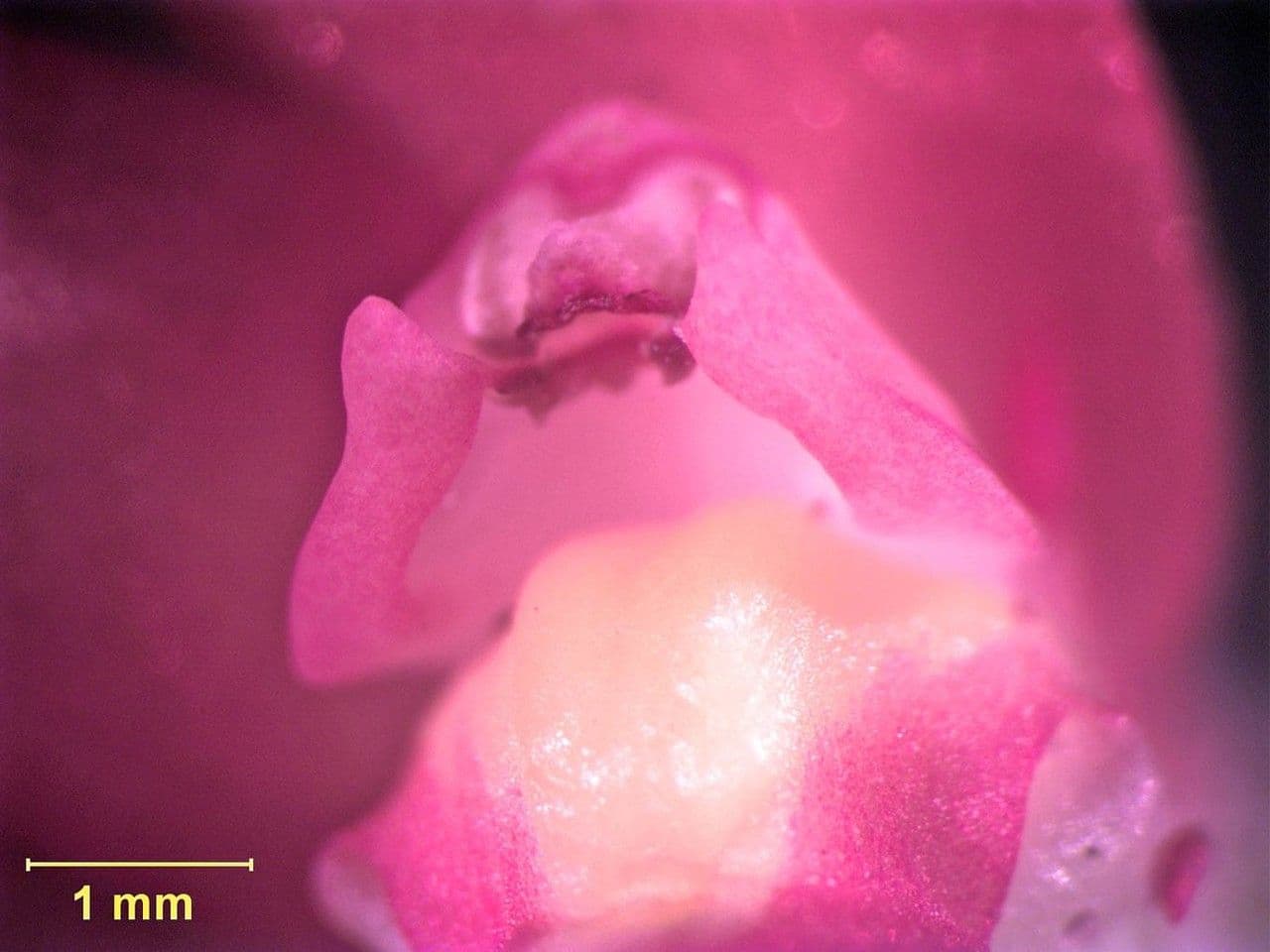 Scaphyglottis 16
