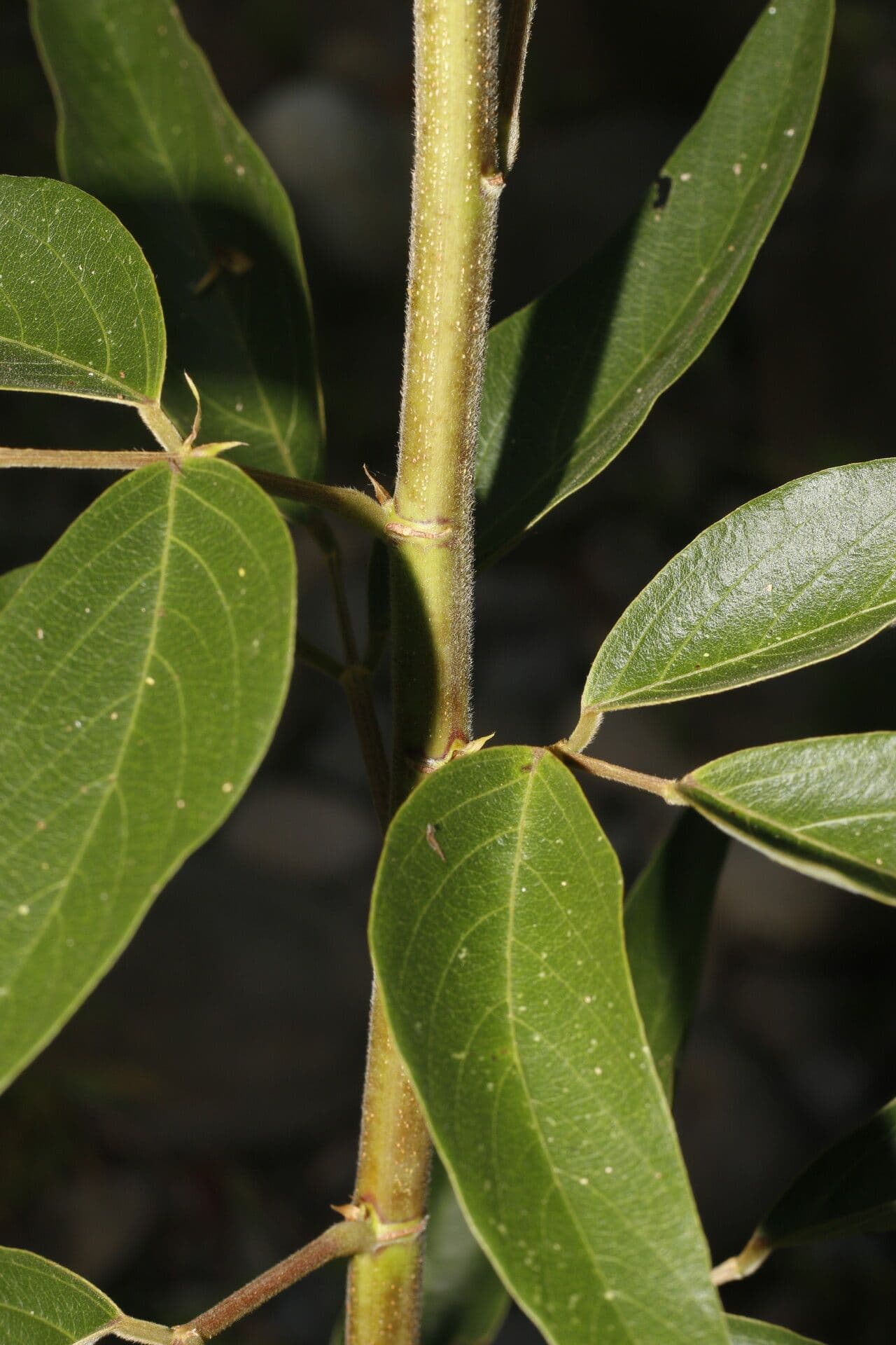 Desmodium cajanifolium 15