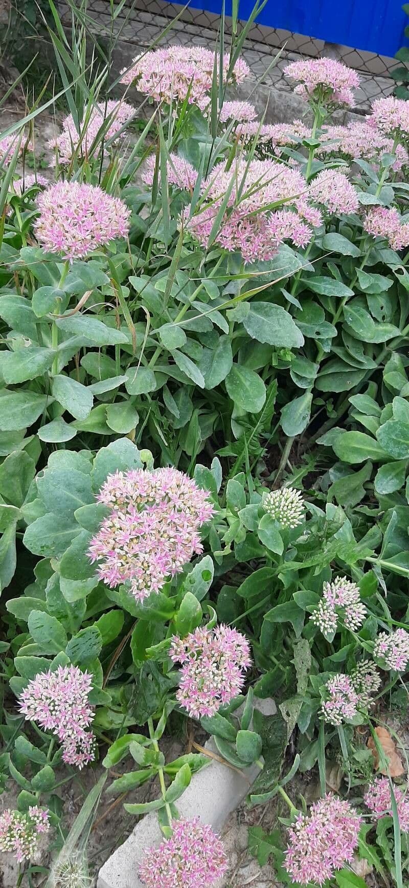 Sedum espectacular 8