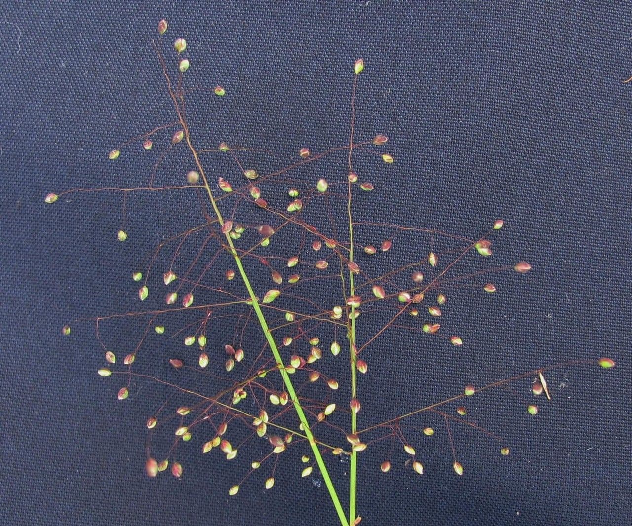 Isachne 10