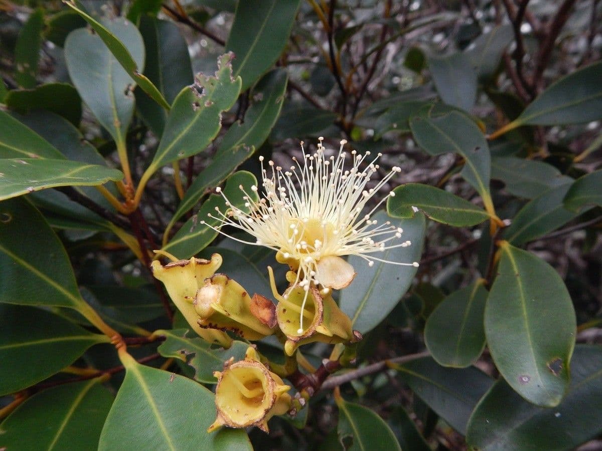 Syzygium 8