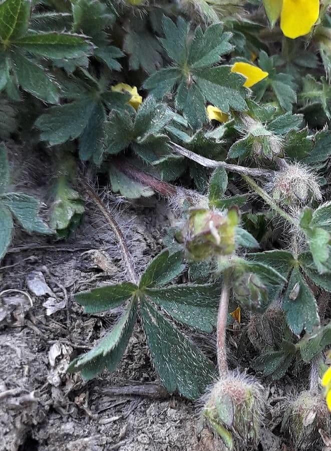 Cincoenrama de primavera 17