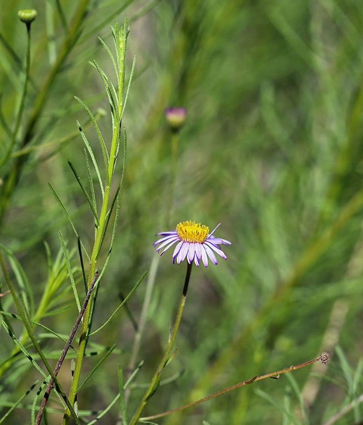 Erigeron 13