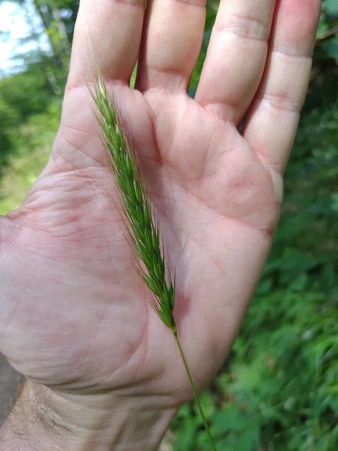 Waldgerste 4