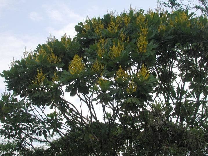 Cespedesia 14