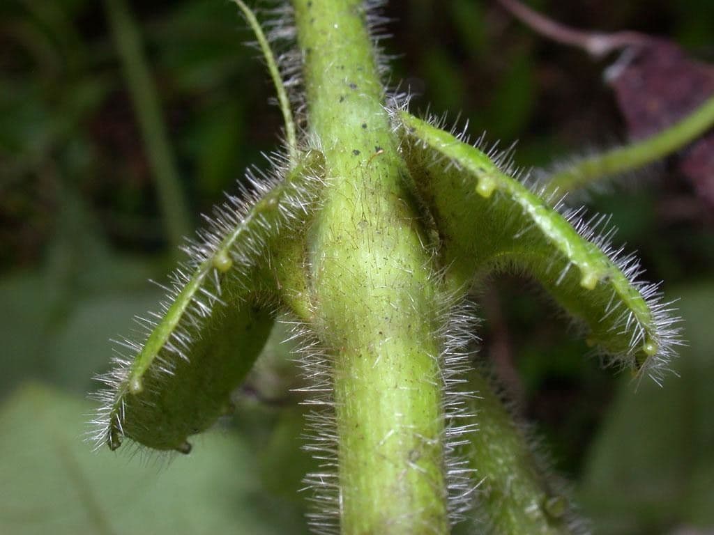 Passiflora 19