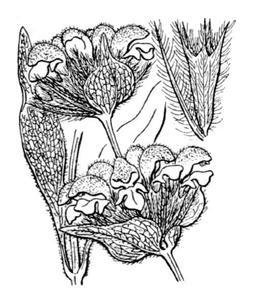 Mechera 26