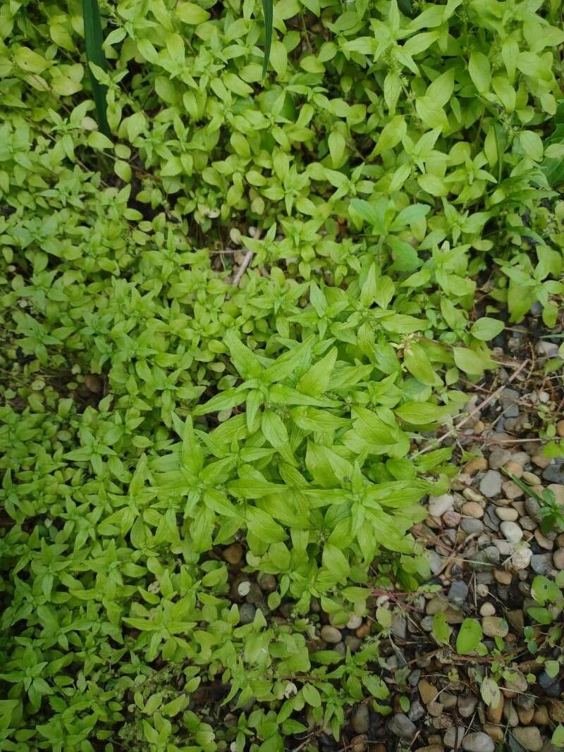 Parietaria pensilvanica 13
