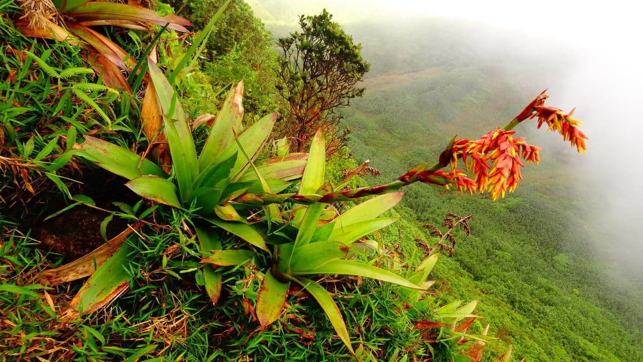 Guzmania 9