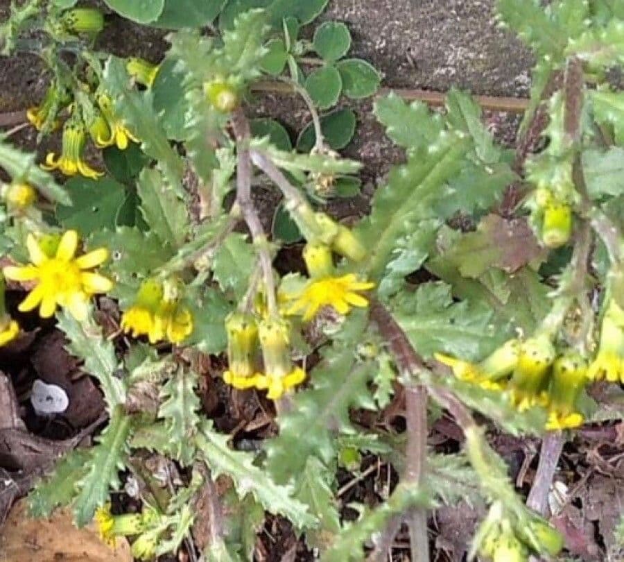 Schmutziges Greiskraut 19