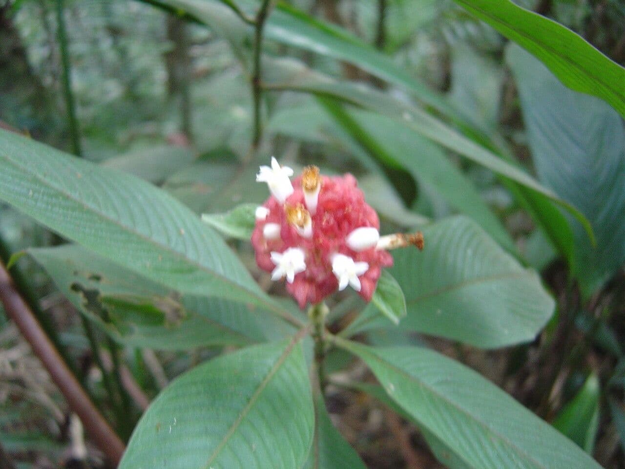 Palicourea 3