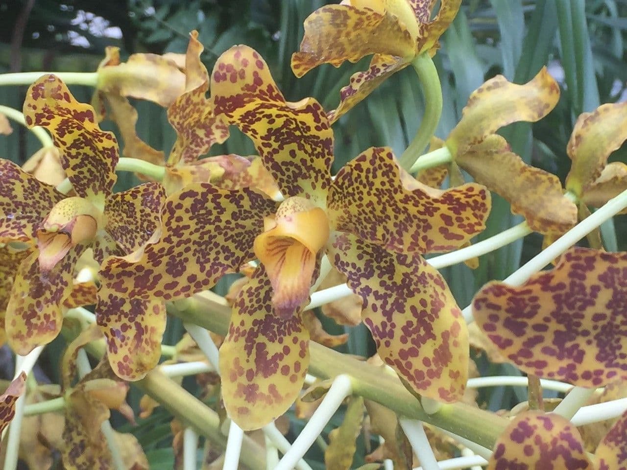 Orchidea Tigre 23