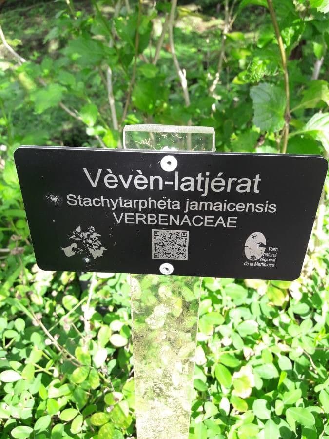 Stachytarpheta jamajská 25