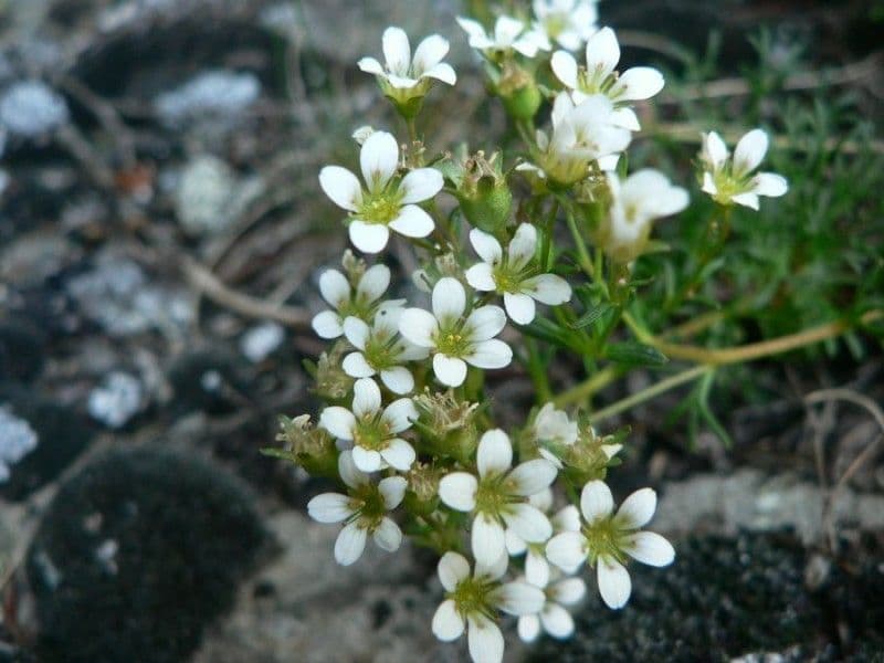 Sassifraga 3