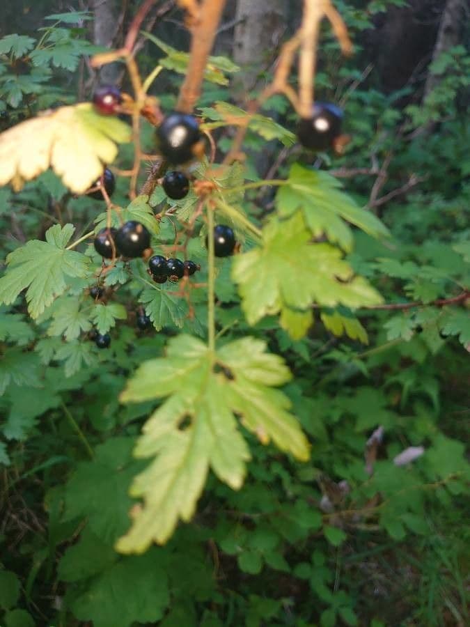 Ribes lacustre 4