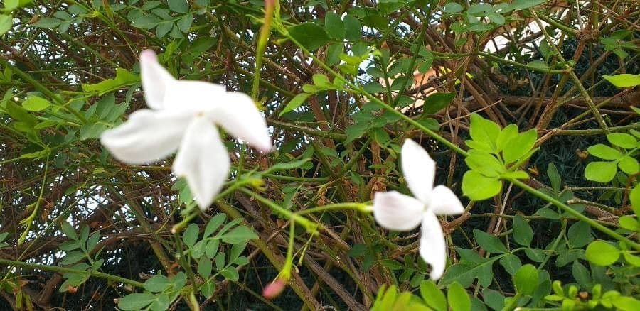Großblütiger Jasmin 9