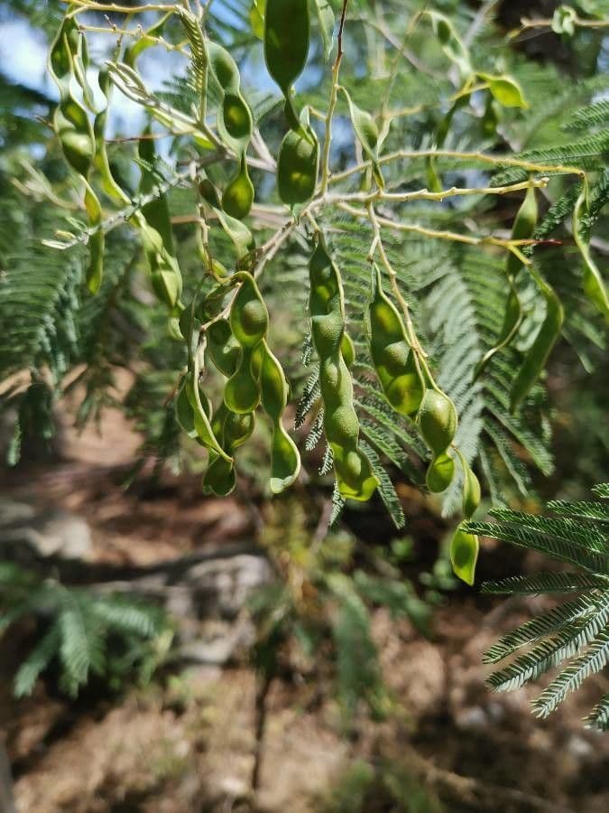 Mimosa
