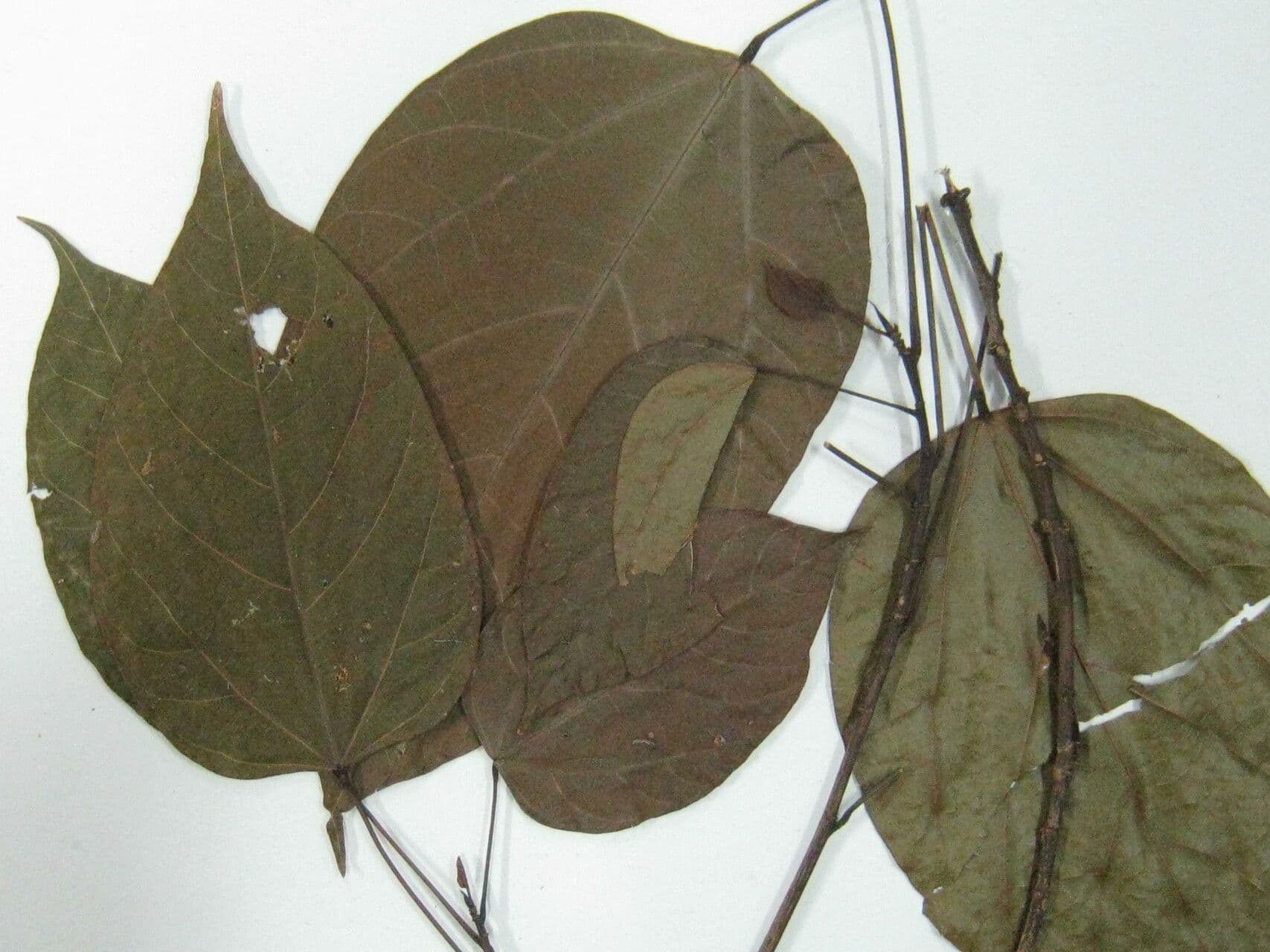 Bixa 4