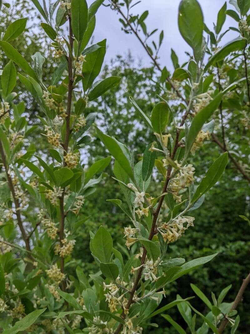 Elaeagnus multiflora 17