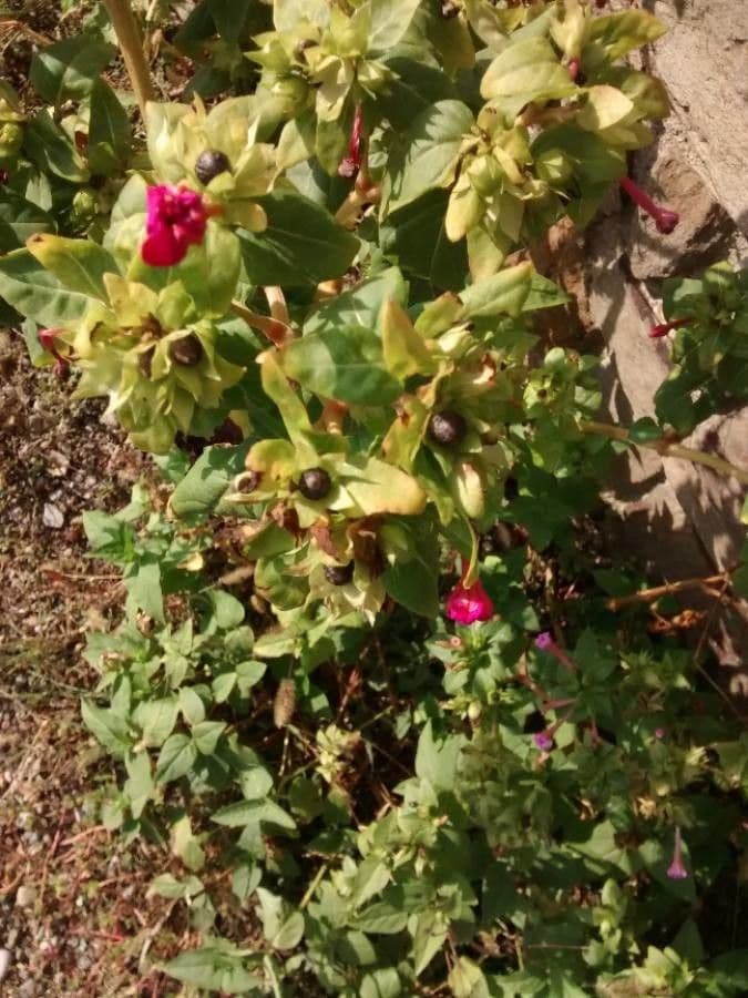 Wunderblume