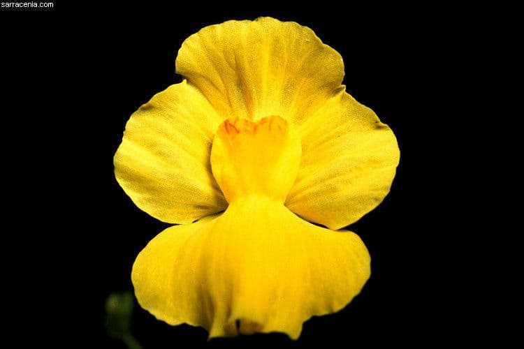 Utricularia striata 2