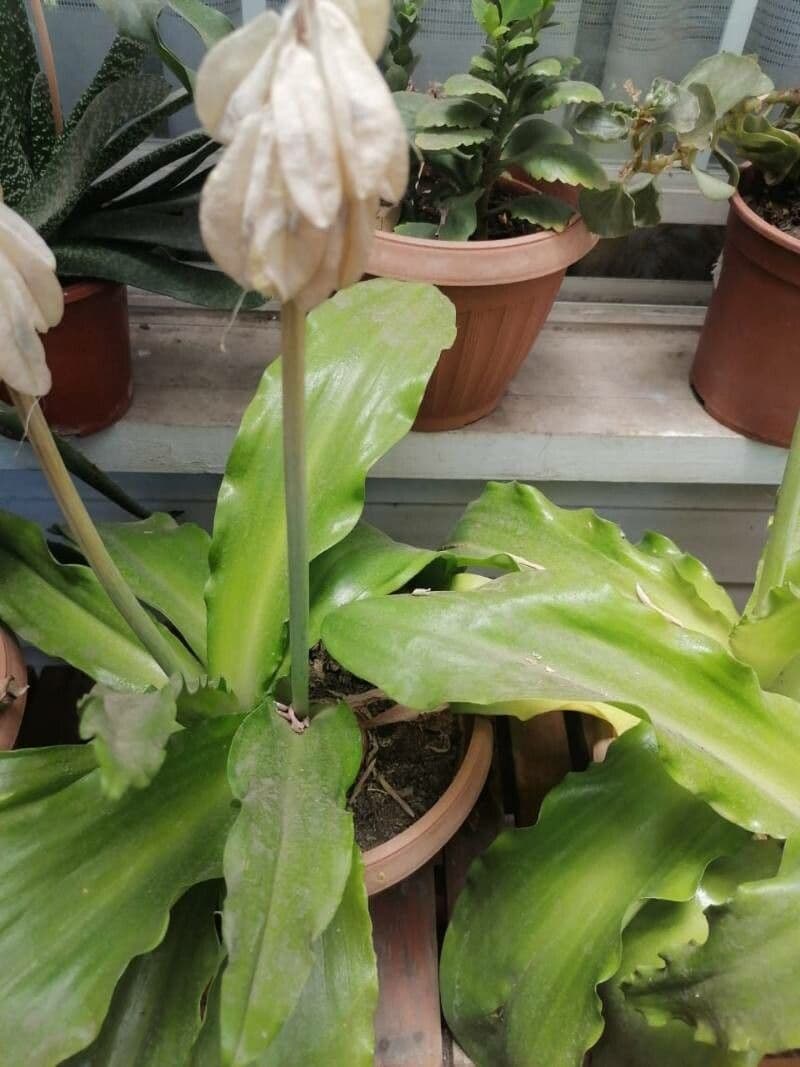 Veltheimia 7