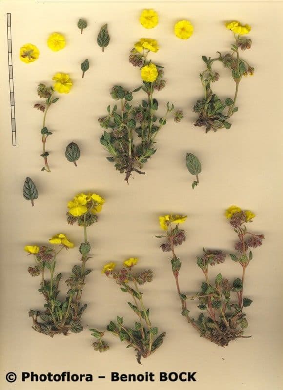 Eliantemo marittimo 21