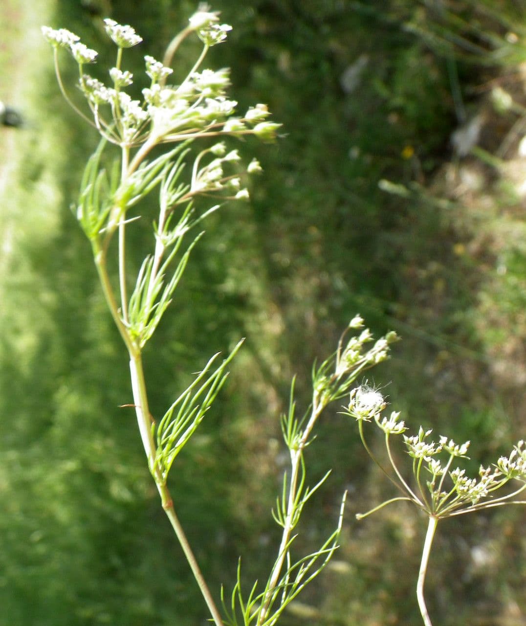 Ammoides pusilla 6