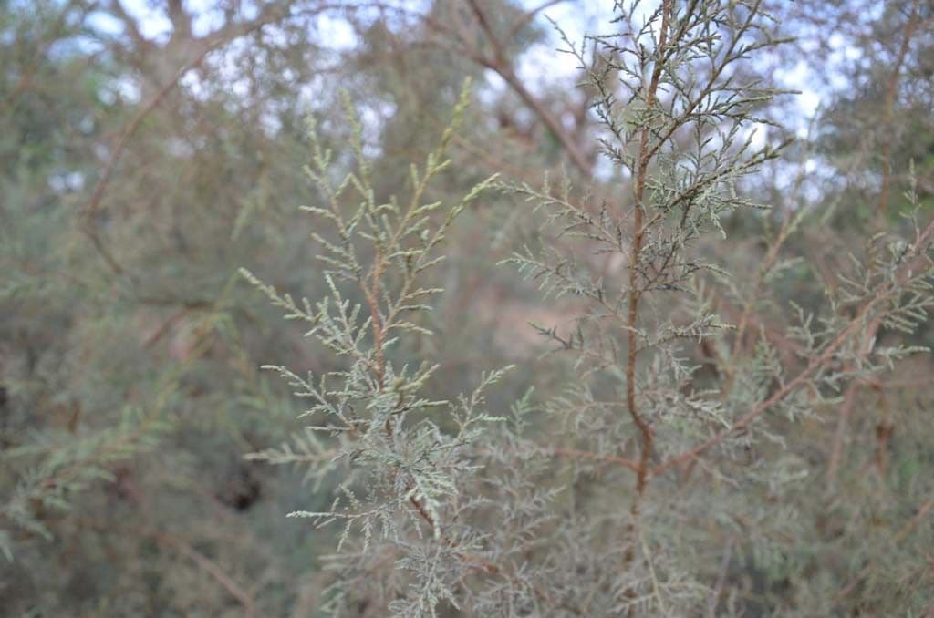 Tamariz 16