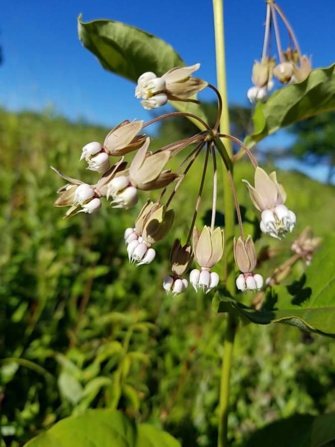 Algodonera 8
