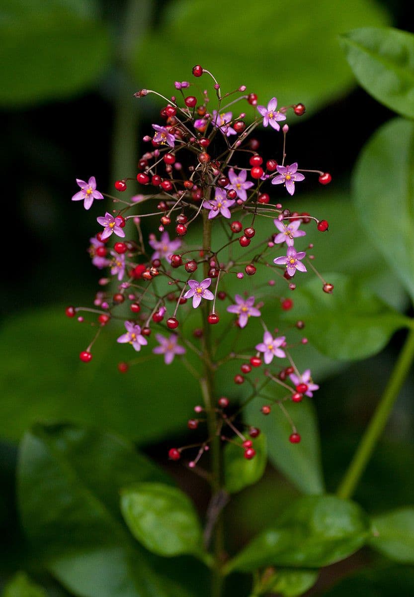 Talinum paniculatum 10