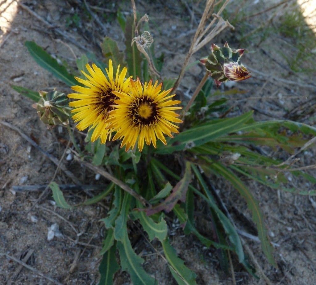 Reichardia 6