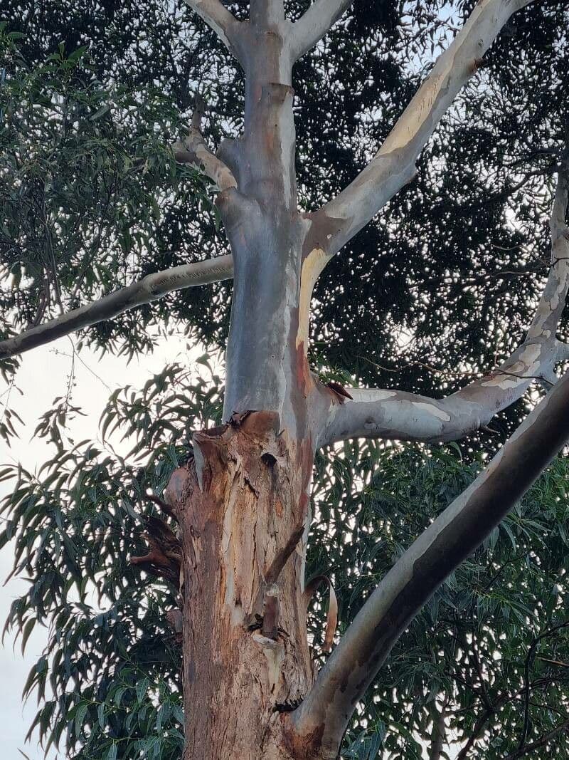 Eukalyptus" 11