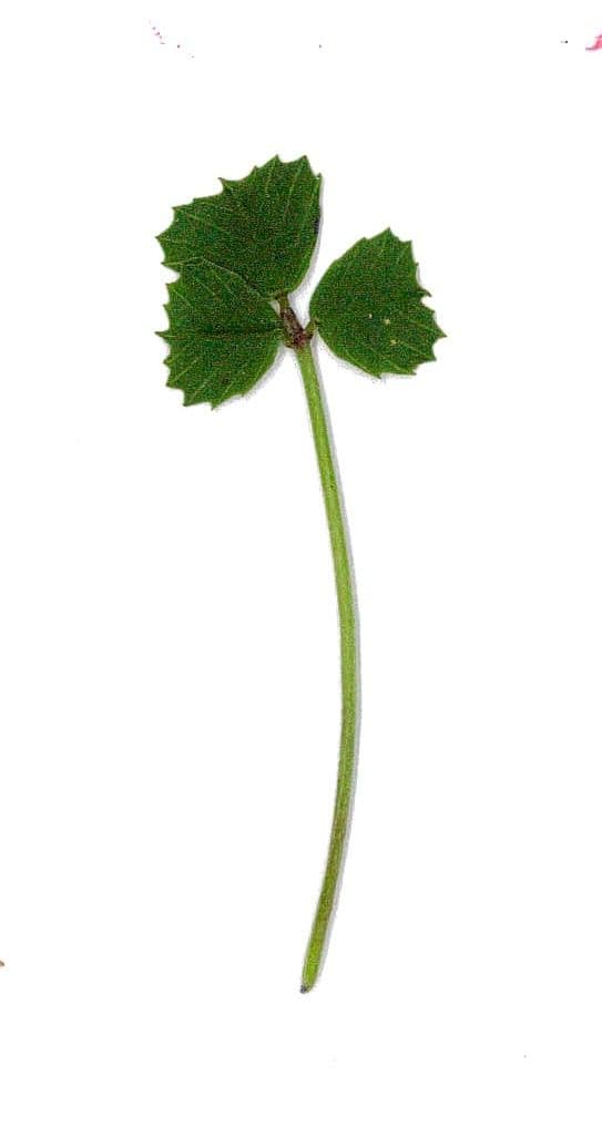Erba medica orbicolare 27