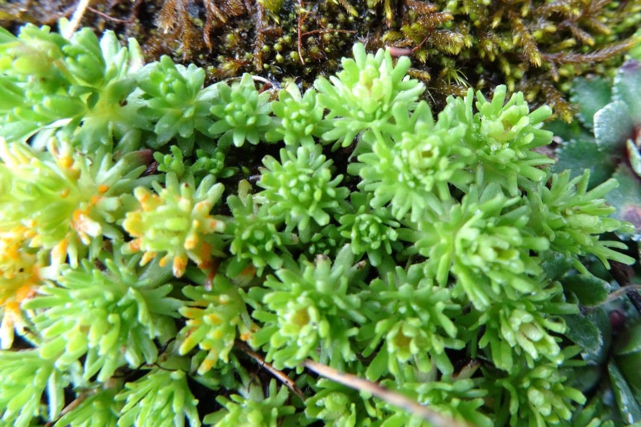 Verschlungene Steinbrech 14