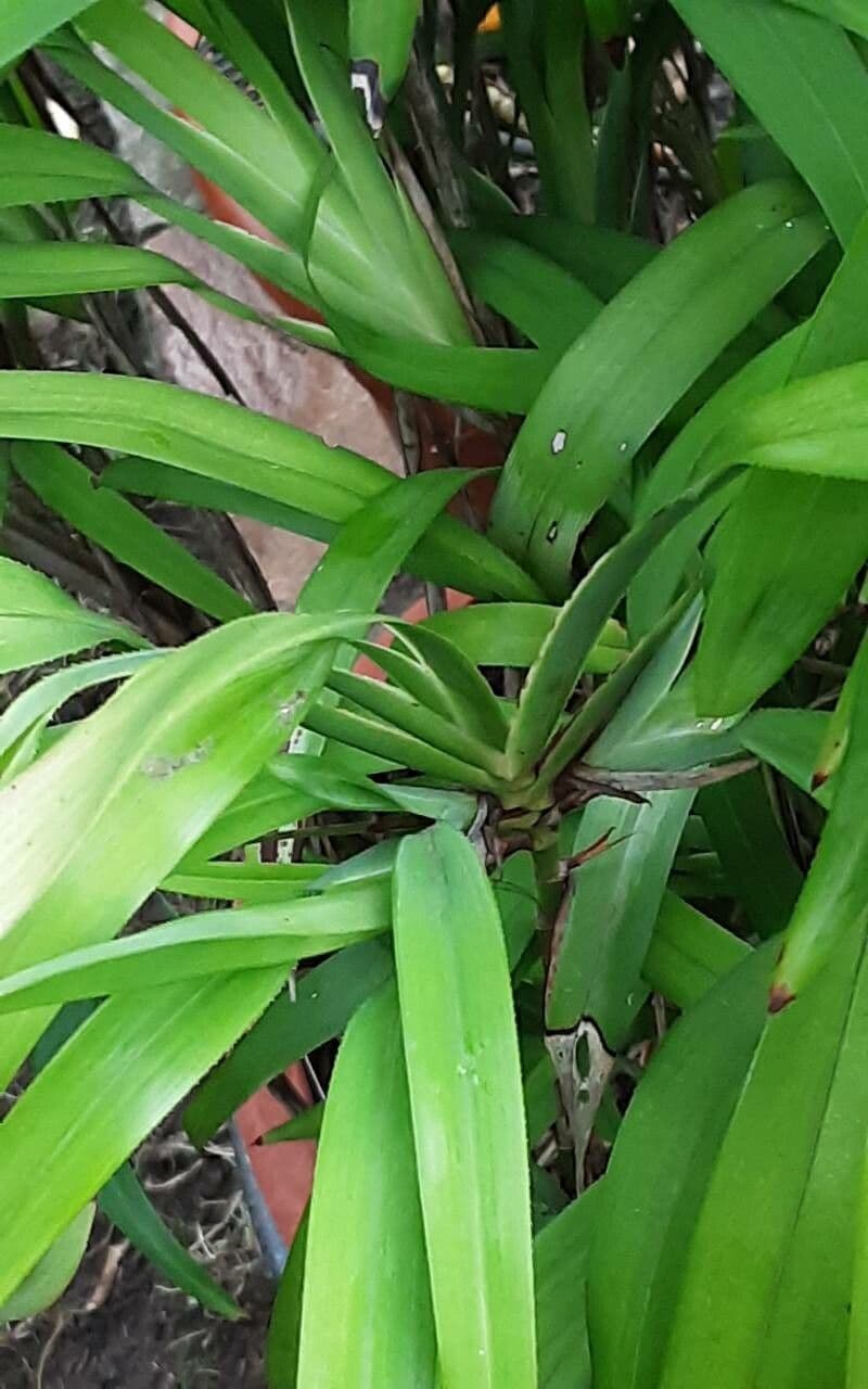 Dianella 2