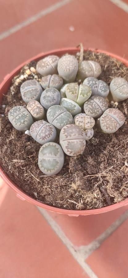 Lithops 7