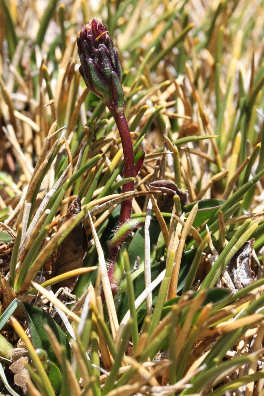 Oritrophium limnophilum 5