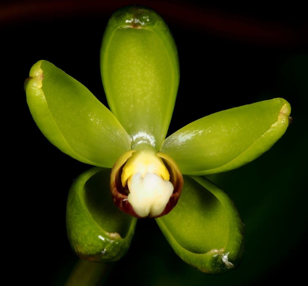 Clematepistephium 12