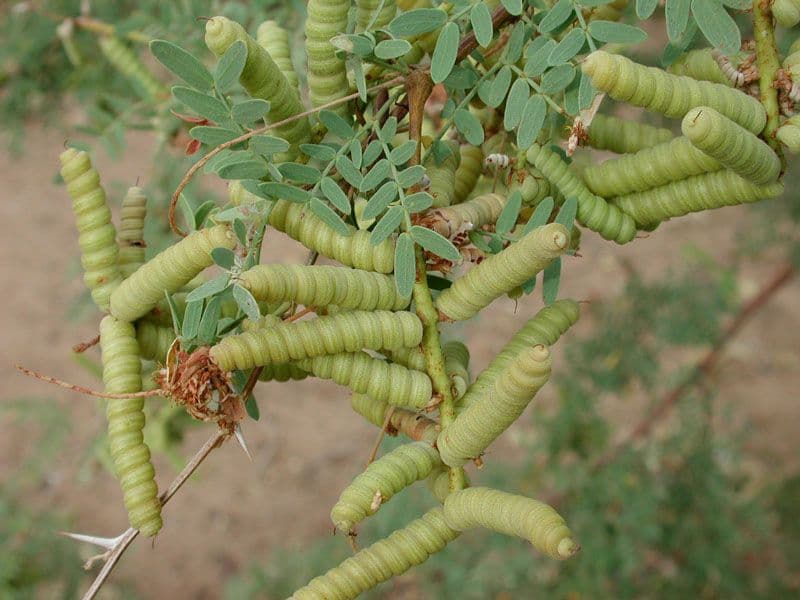 Kalternuss 2
