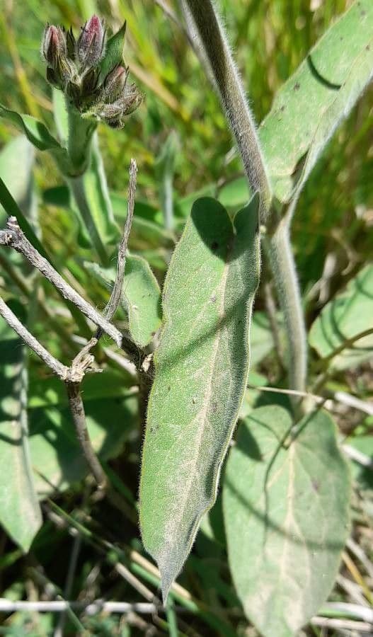 Oxypetalum 15