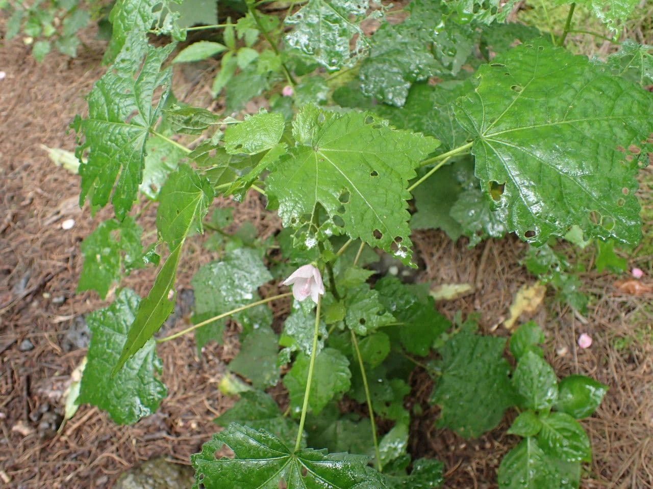 Pavonia columella 8
