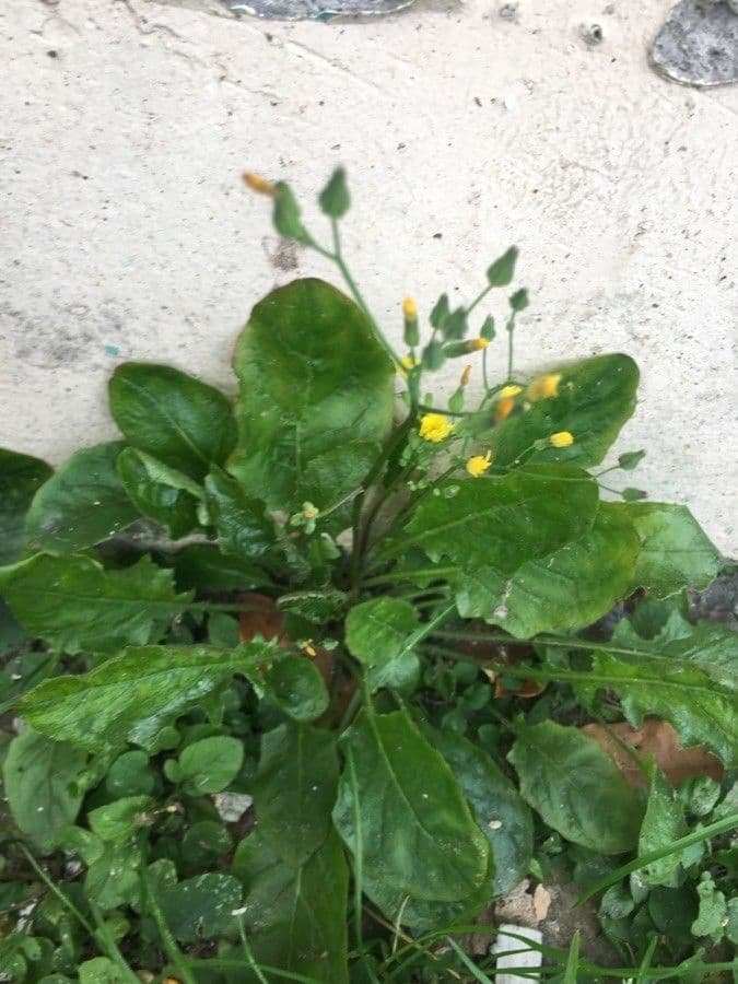 Youngia giapponese 10