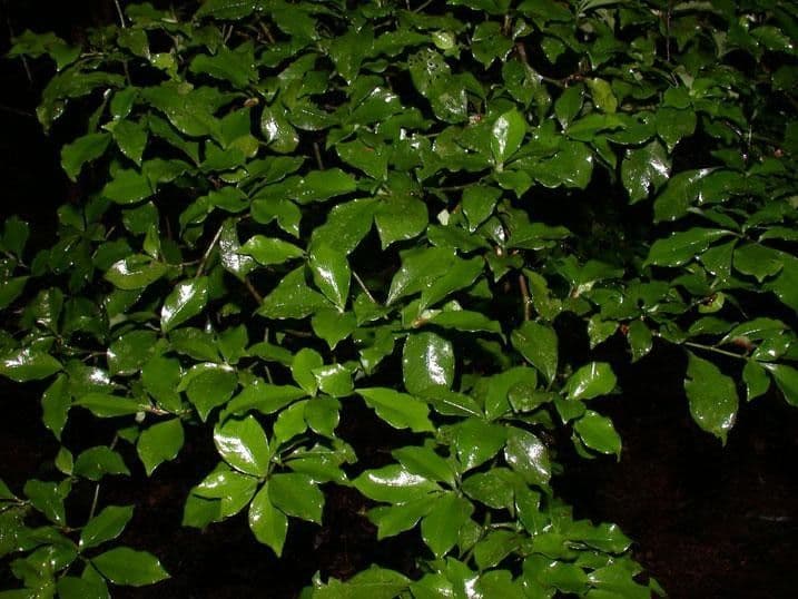 Psicotria del Chagres 8