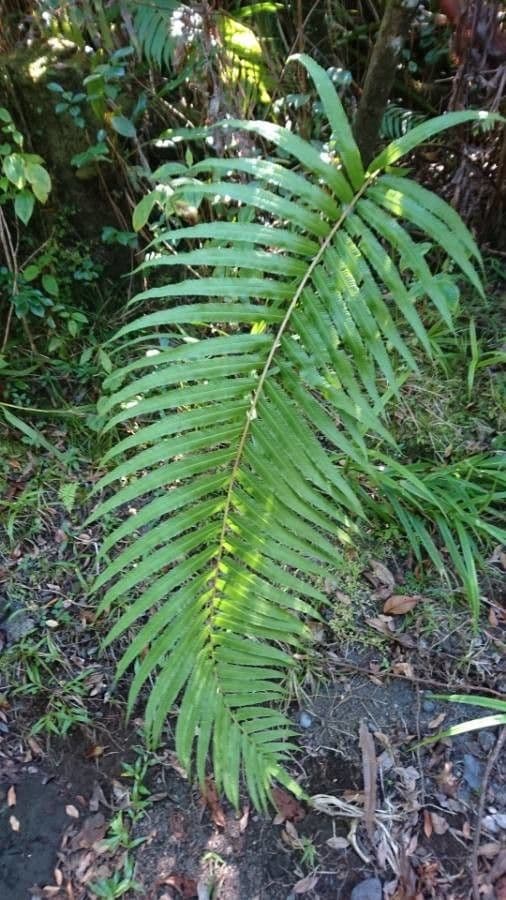 Pteris vittata 7